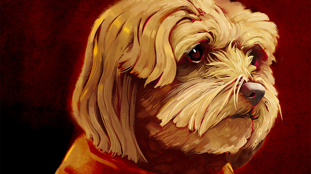 Pet Portraits