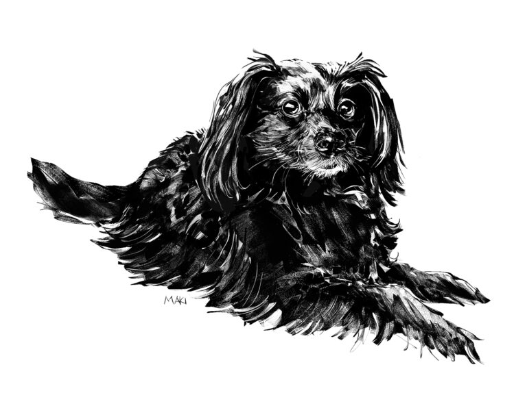 A black and white ink drawing of a floofy dog with long ears that frame her face. She is lying down, looking at the viewer. Her black fur spreads out onto the floor.