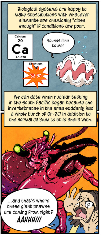 A large clam substitutes calcium for Strontium-90. Phil: Biological systems are happy to make substitutions with whatever elements are chemically "close enough" if conditions are poor. Clam: Seems fine to me! Phil: We can date when nuclear testing in the South Pacific began because the invertebrates in the area suddenly had a whole bunch of Sr-90 in addition to the normal calcium to build shells with. A giant red crayfish bursts into the scene, seemingly attacking Maki: And that’s where these giant prawns are coming from right? AAHHH!!!